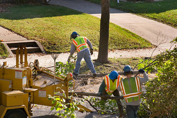 How Our Tree Care Process Works  in Union Park, FL